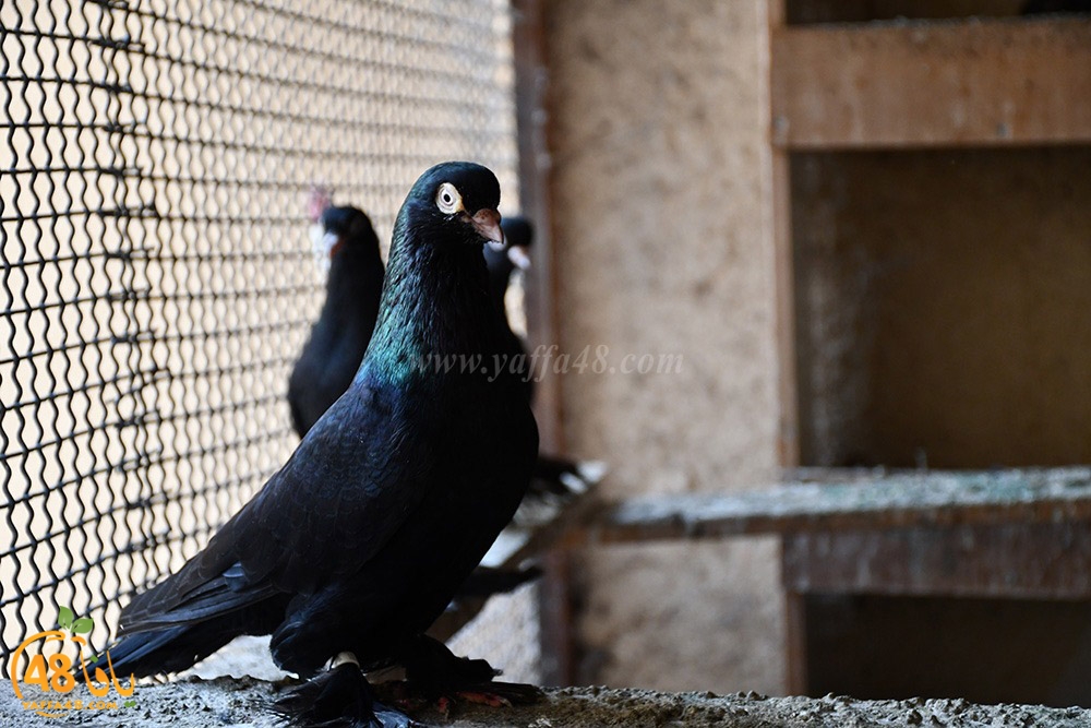 zohdi 3ashoor (52).jpeg